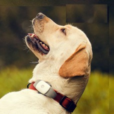 Localizador GPS. Esencial para Mascotas y perros con app y a prueba de agua.
